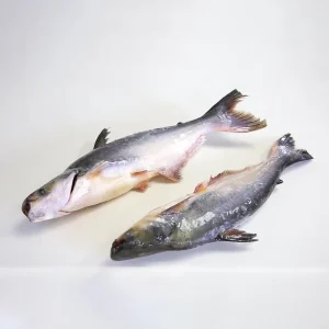 Pangasius Seafood Vietnam Basa Catfish Swai Whole Round Fish Trade Frozen Fish