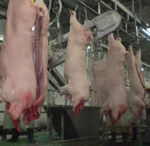 Pig Carcass Slaughteing Splitting Saw
