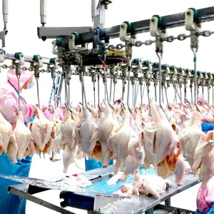 Poultry Slaughter Machine 300 15000BPH Broiler Layer Chicken Duck Hygienic Design Halal Compliant One Stop Solution