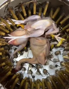 Poultry Slaughtering Chick Plucker Automatic Stainless Steel Chicken Feather Removal Machine