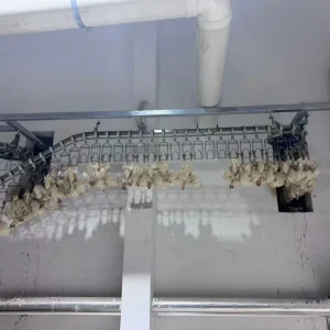 Poultry Small Slaughterhouse Abattoir Defeathering Butcher Machinery Slaughtering Equipment Line