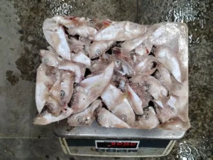 Premium Chinese Herring Head High Quality Strong Capacity Convenient Logistics