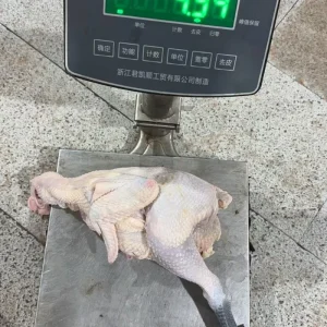 Premium Frozen Halal Chicken with Grade A Quality Assurance