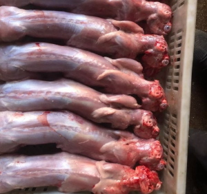 Premium Frozen Whole Rabbit Meat Grade A Sanitary Certified