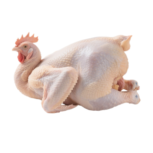 Premium Grade A Halal Frozen Chicken Body for Global Buyers