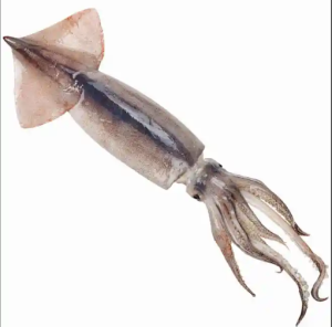 Premium High Quality Strong Capacity Convenient Logistics Indian Squid