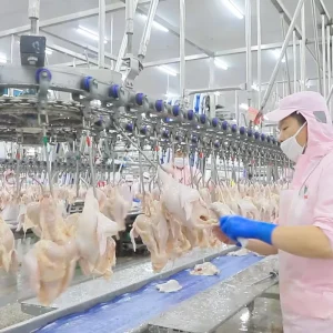 Qingdao Raniche Full Automatic Whole Chickenslaughterhouse