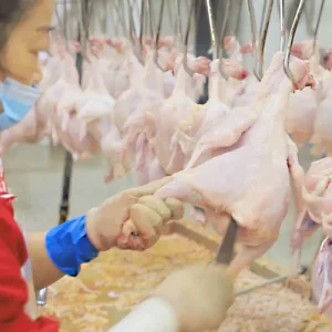 Qingdao Raniche Slautering Machinehalal Machine Processing Poultry Slaughtering Equipment Chicken
