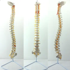 Recommend China Biology Teaching Animal Canine Skeleton Model China Bone Skeleton Model
