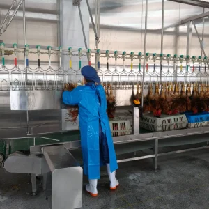 Robust Poultry Slaughterhouse Equipment for Reliable Chicken Processing