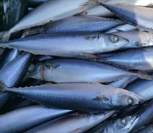 Sale of Frozen African Horse Mackerel Thomson Fish 25cm+ Whole Prices Good for Food