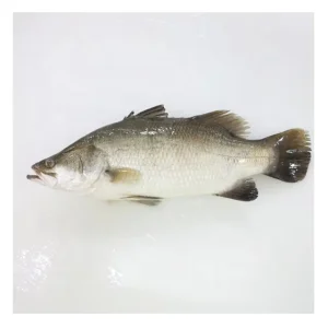 Sea Farming Barramundi sea Bass Whole Round Iqf Fresh Barramundi Fish