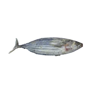 Sea Frozen Skipjack Fish Tuna Supplier Frozen Yellowfin Tuna Loin Frozen Seafood Fish for Sale