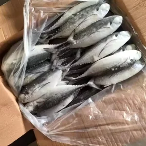 Sea Frozen Whole Round Jack Mackerel Horse Mackerel Fish for Bait Hardtail Scad Hard Tail Scad Fish China Seafood