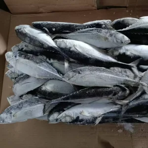 Sea Frozen Whole Round Jack Mackerel Horse Mackerel Fish for Bait Hardtail Scad Hard Tail Scad Fish China Seafood