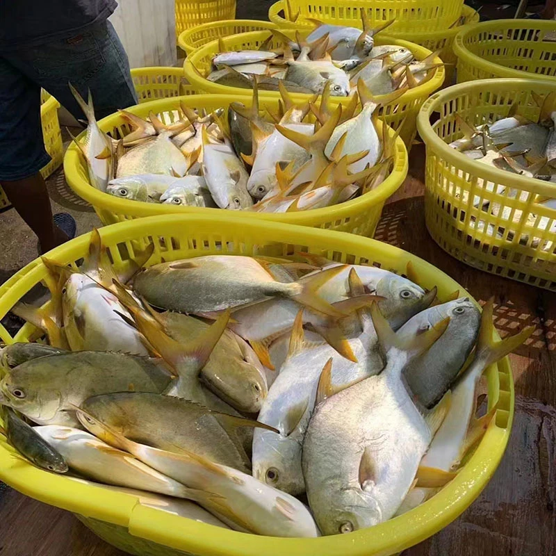 Seafood Squid Frozen Golden Pomfret Fish Whole Round Pompano Fish