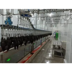 Semi Automatic Chicken Slaughter Line for Medium Scale Processing Plants