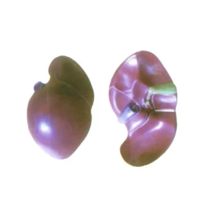 Shape of Liver 35*30*20
