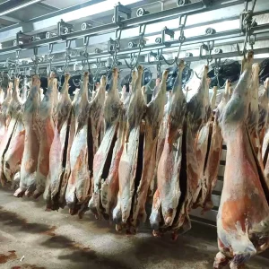 Slaughterhouse Cold Room with Hand Pushed Rail System for Beef Carcass Chilling
