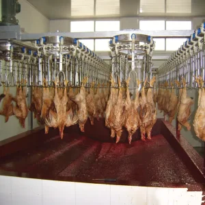 Small 500bph Capacity Chicken Slaughter Equipment Halal Slaughtered Whole Chicken