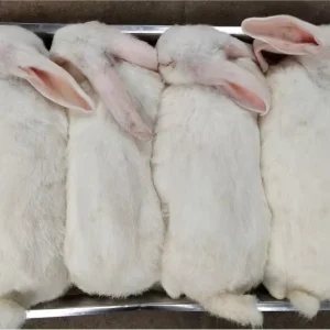 Small Medium Large Size Flash Frozen Whole Rabbits for Large Predators Reptiles and Birds of Prey