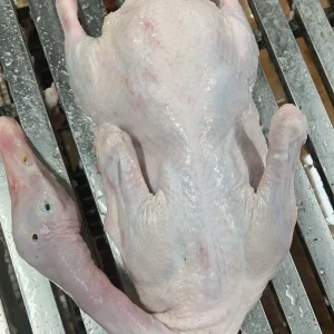 Small White Duck Providing Fatty Acids and Energy
