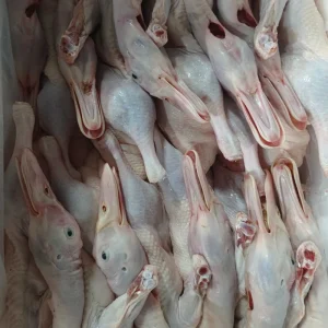 Small White Duck That Can Be Cooked at Home