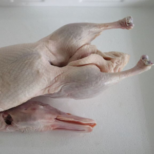 Small White Striped Duck for Making Three Cups of Duck Soup