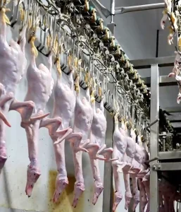 Smart Poultry Slaughter Unit 300 15000BPH Chicken Broiler Duck PLC Controlled Engine Pump Motor Bearing 304 Stainless