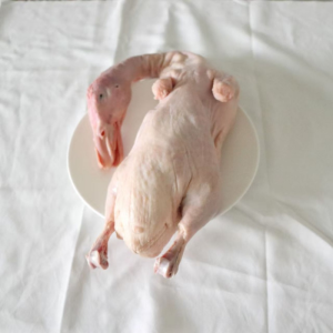 Special White Cut Duck for Making Nanjing Salted Duck in China