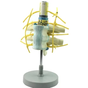 Spine with Spinal Cord and Spinal Nerves Enlarged Model Anatomically Accurate for Medical Education and Anatomy Study