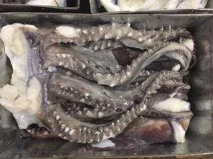 Squid Head