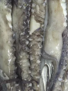 Squid Head