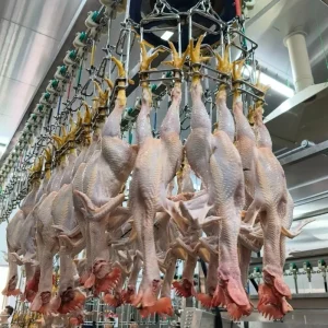 Stainless Steel 304 Chicken Slaughter Line for Slaughter House