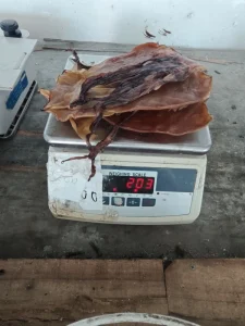 Strong Capacity Dried Squid Slices High Quality and Conveniently Packaged