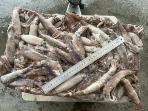 Strong Capacity Japanese Squid Offering Premium Quality and Convenient Logistics