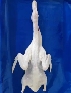 Top Grade Frozen Whole Duck Cleaned and Well Processed for Restaurant