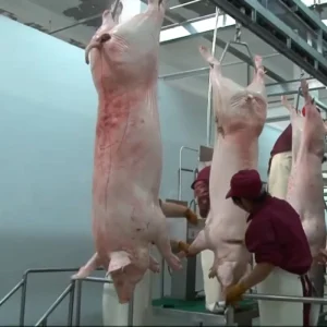 Turnkey Abattoir Swine Slaughtering Line Pig Meat Processing Cutting Butcher Equipment Stainless Steel Core High Efficiency