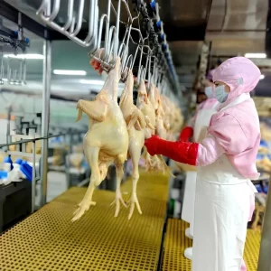 Turnkey Chicken Slaughter House Line 800BPH SUS304 CE ISO & Halal Complete Removal of Head & Feet Zero Setup Plug and Play