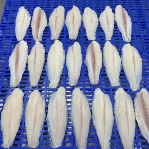 Vietnam Process Frozen Pangasius Fillet