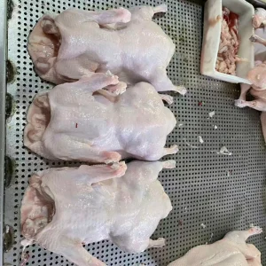 Well Balanced Duck Rich in High Quality Eggs Suitable for Consumption by Most People