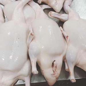 White-Feathered Ducks for Making Home-Style Roast Duck