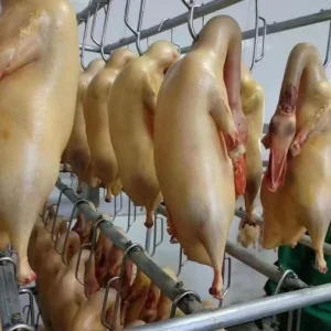 White Skinned Duck for Nutritious Soup