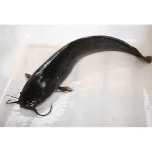 Whole Round Frozen Catfish Fillet Whole Round IQF Premium Seafood for Global Buyers