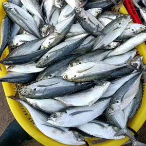 Whole Round Jack Mackerel Horse Mackerel Fish for Bait Hardtail Scad Hard Tail Scad Fish