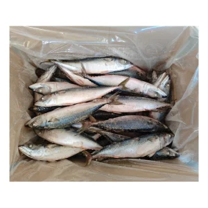 X2353 Whole Round Pacific Mackerel Fish for Sale Manufacturer Frozen Chub Mackerel Saba Fish Scomber Japonicus 250 350g
