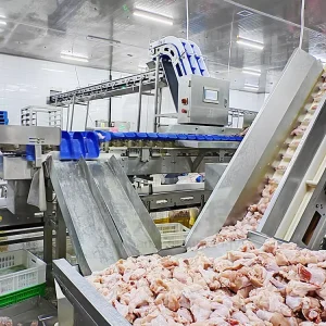 ZB 500Bph 13000Bph Complete Chicken Abattoir With Cold Room for Poultry Slaughterhouse